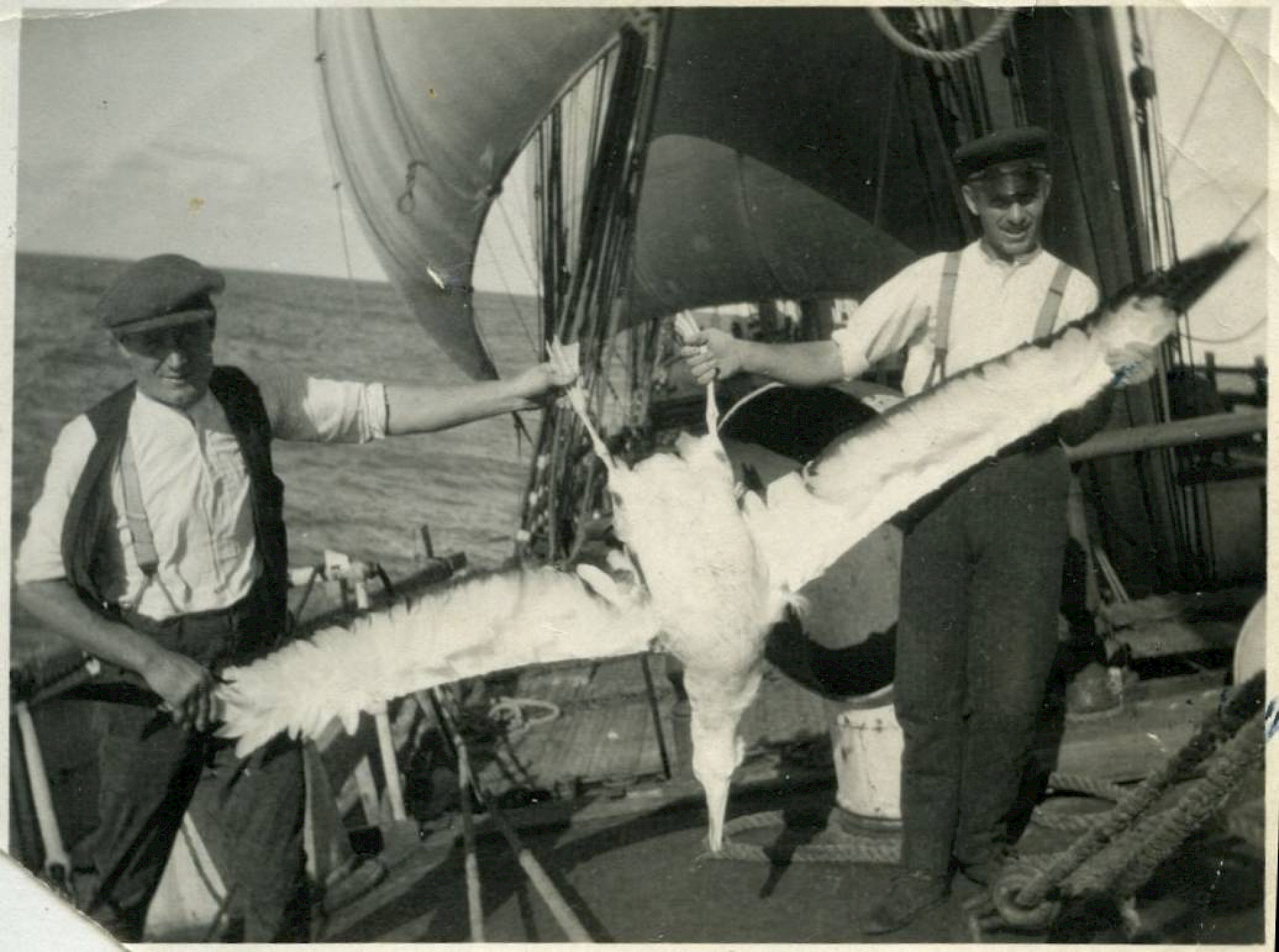 Ahvenanmaalaisen fregatti Grace Harwarin miehistö pyydysti albatrossin. Kuva vuosilta 1923-1925. RMM23817 / Nestor Kuusiston kokoelma.