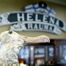 Nuori albatrossi Rauman merimuseon näyttelyssä